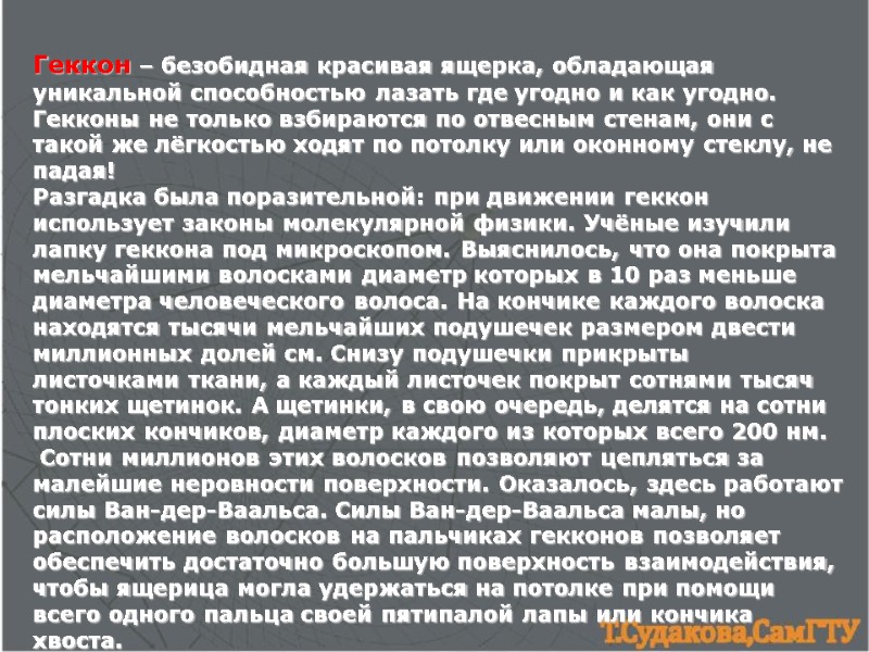 Геккон – безобидная красивая ящерка, обладающая уникальной способностью лазать где угодно и как угодно.